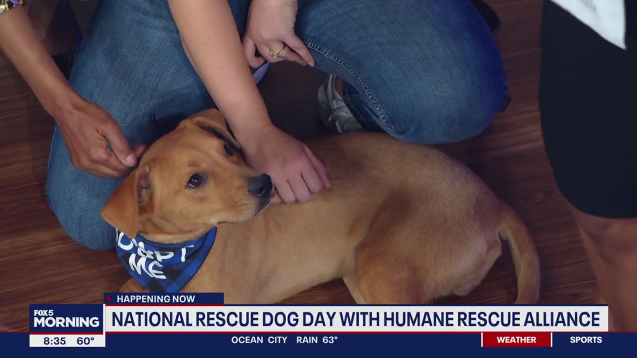 National Rescue Dog Day with Humane Rescue Alliance