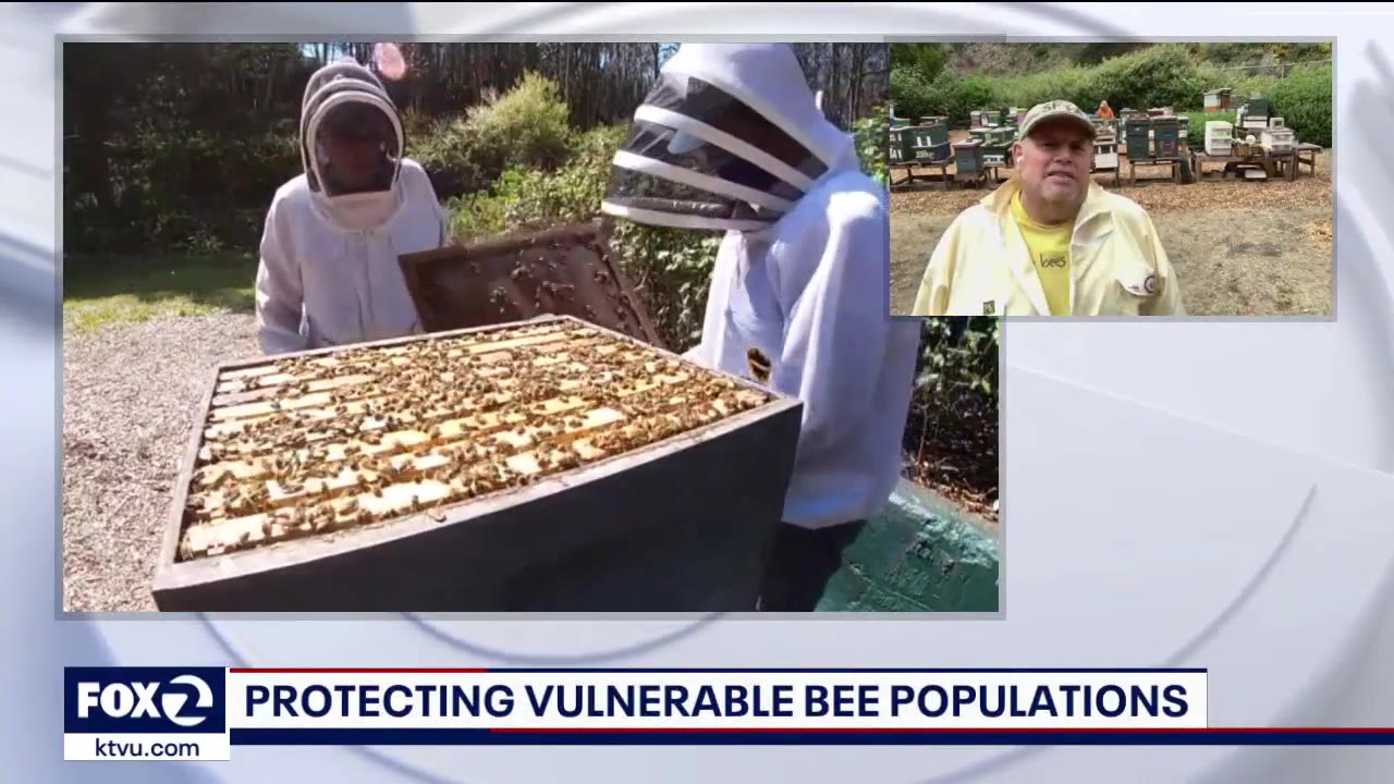 Protecting vulnerable honeybee populations