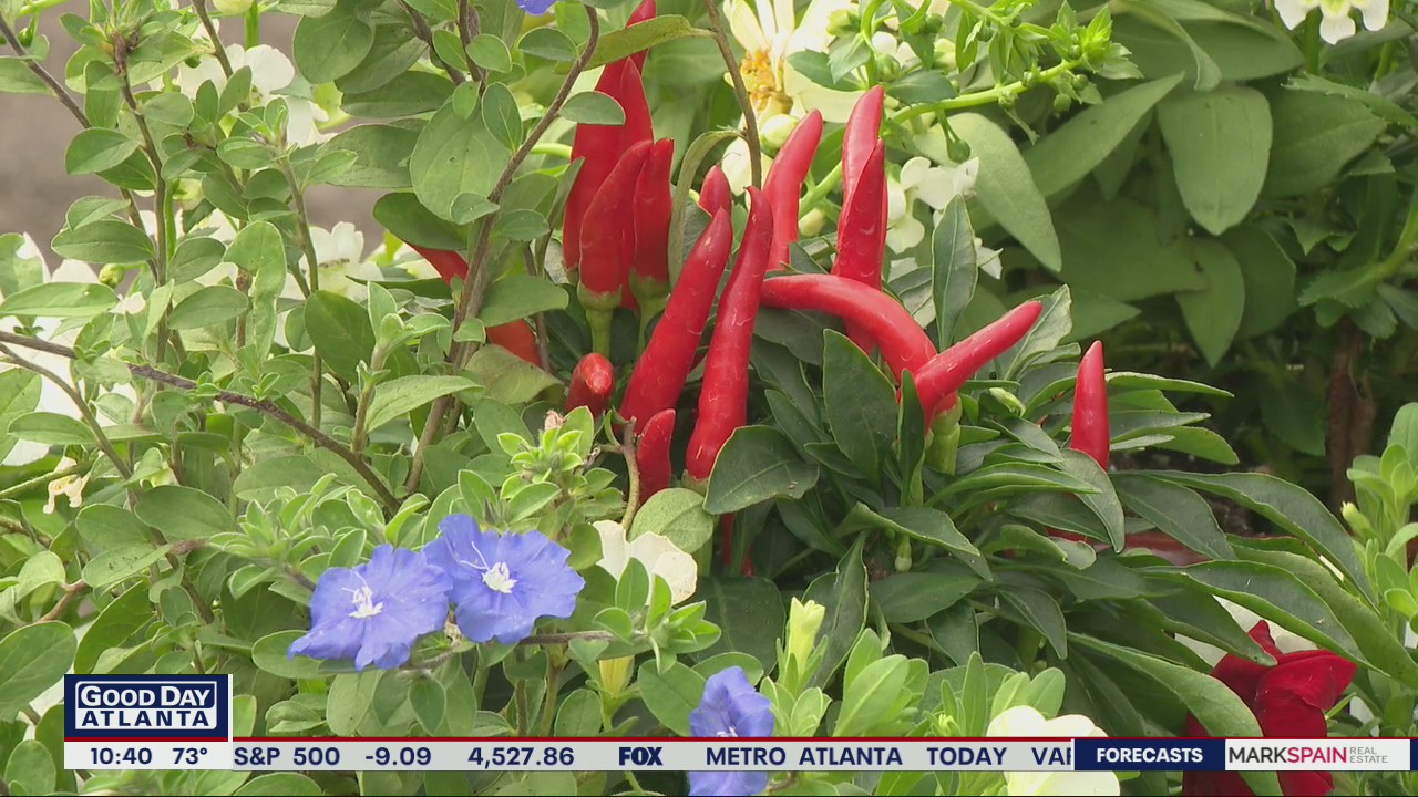 How to create a beautiful Labor Day planter