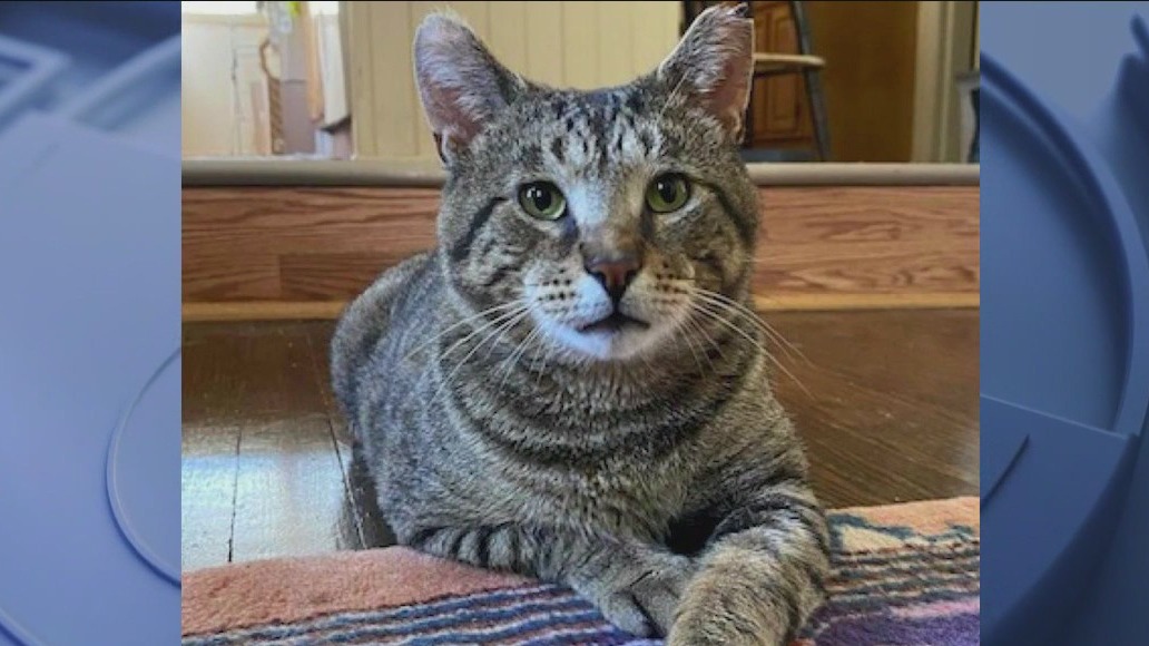 One Tail at a Time to host foster open house