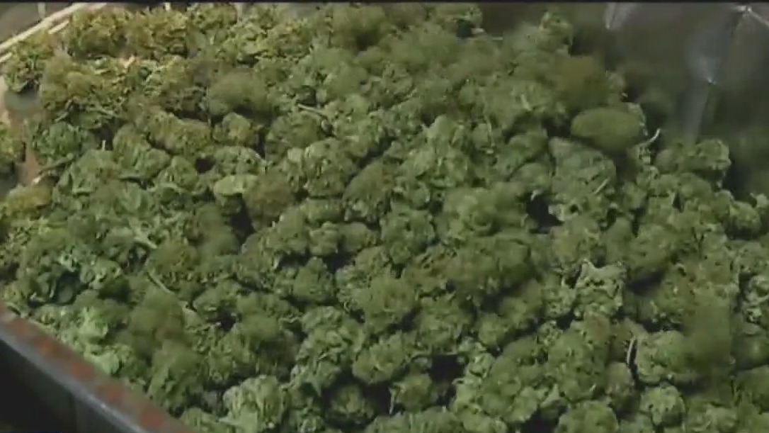 Paxton sues cities for marijuana enforcement