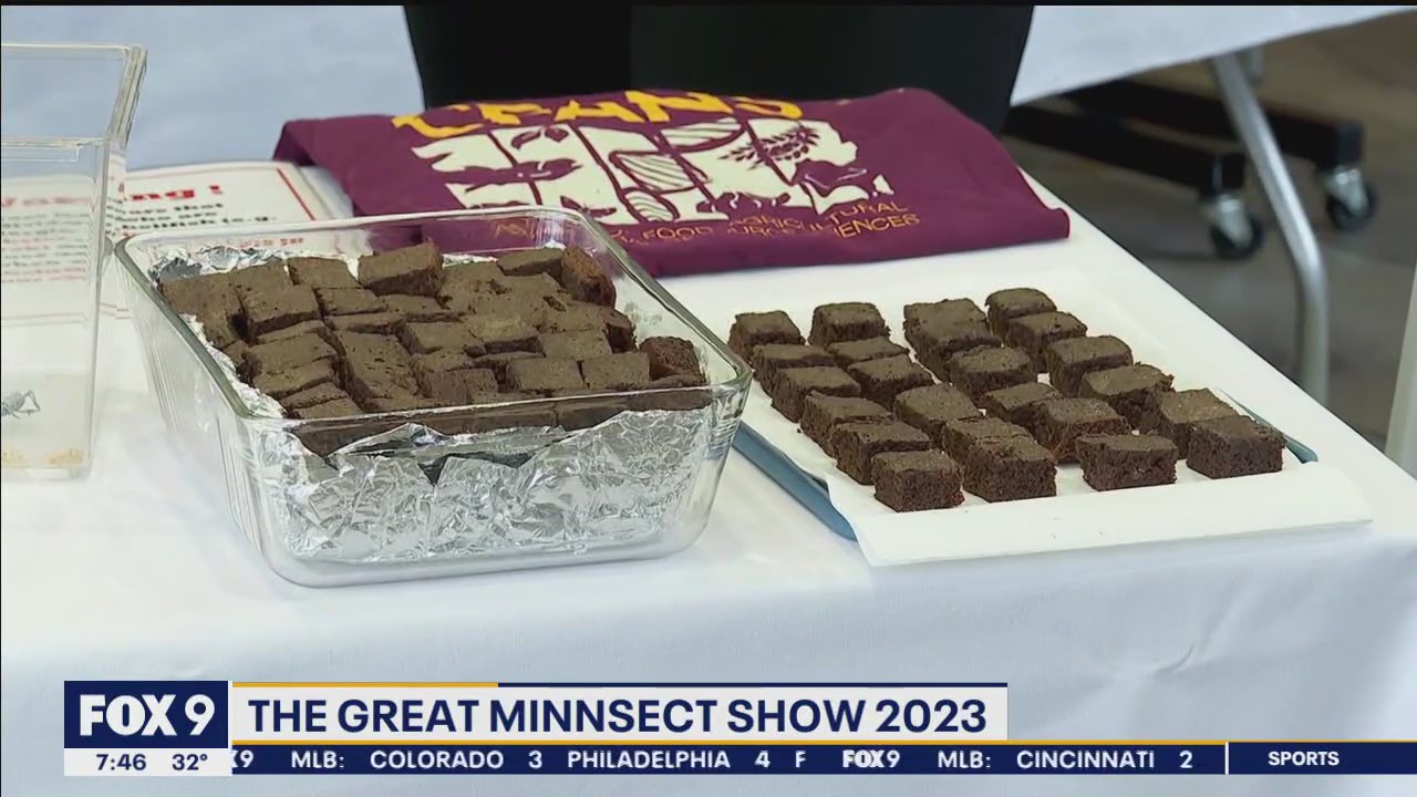 Earth Day: Trying cricket brownies