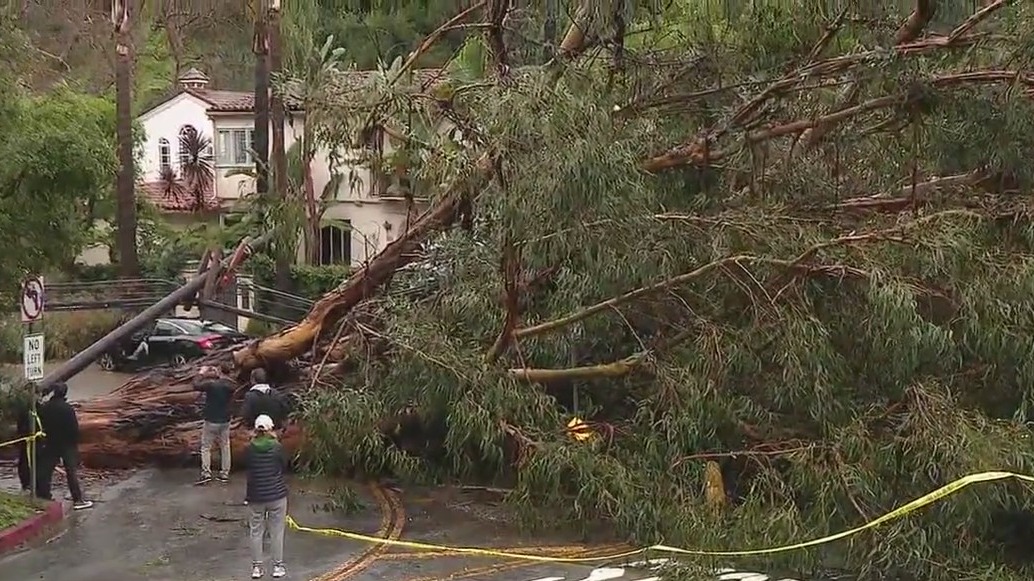 Large tree falls on power lines in Brentwood