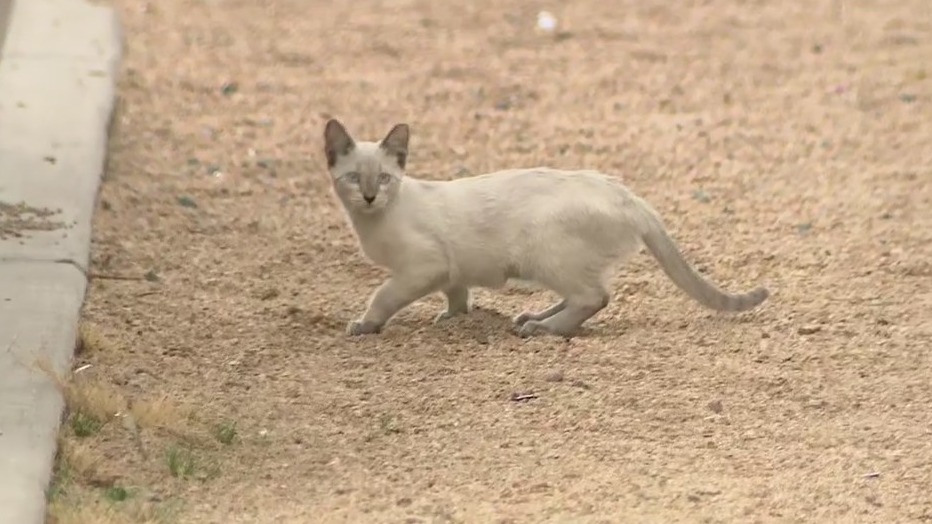 Phoenix volunteer group works to trap, fix and release dozens of cats in neighborhood