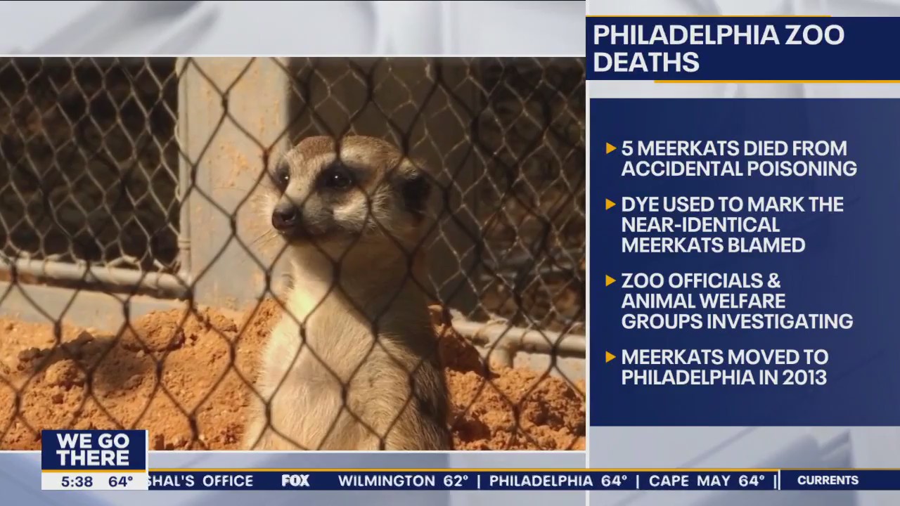 All 5 meerkats die from poisoning at Philadelphia Zoo within hours, officials say