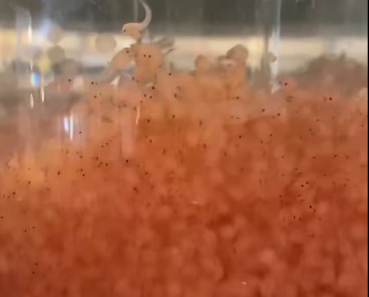 Lava lamp? No, they're actually catfish eggs