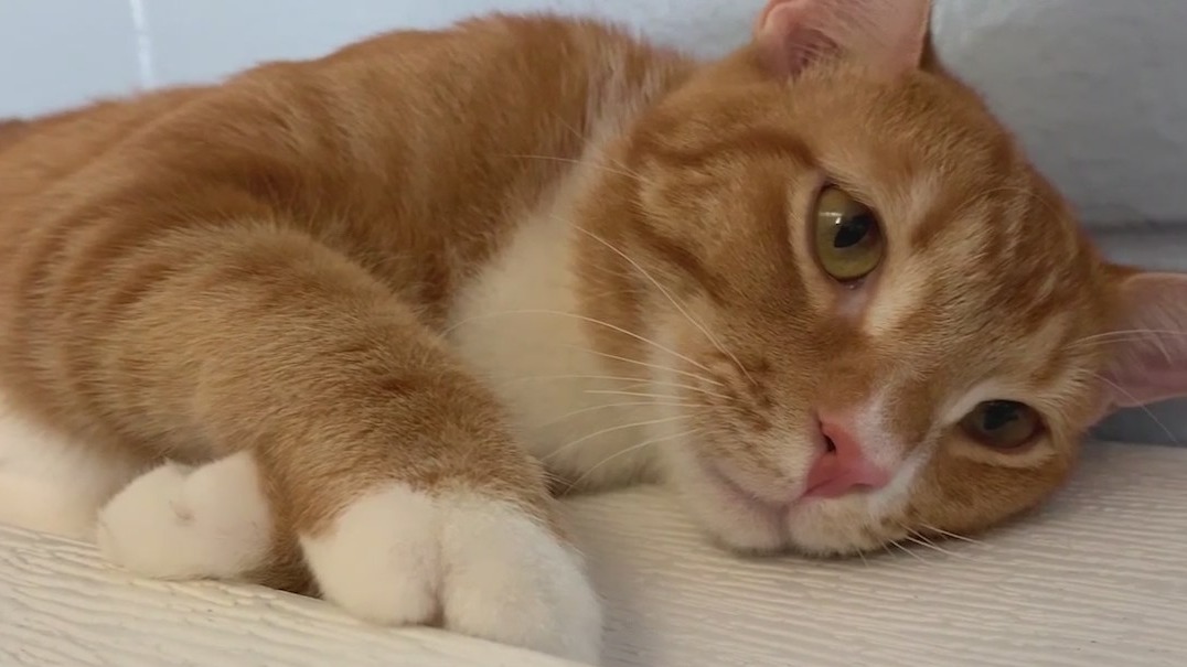 Central Florida animal shelters near capacity