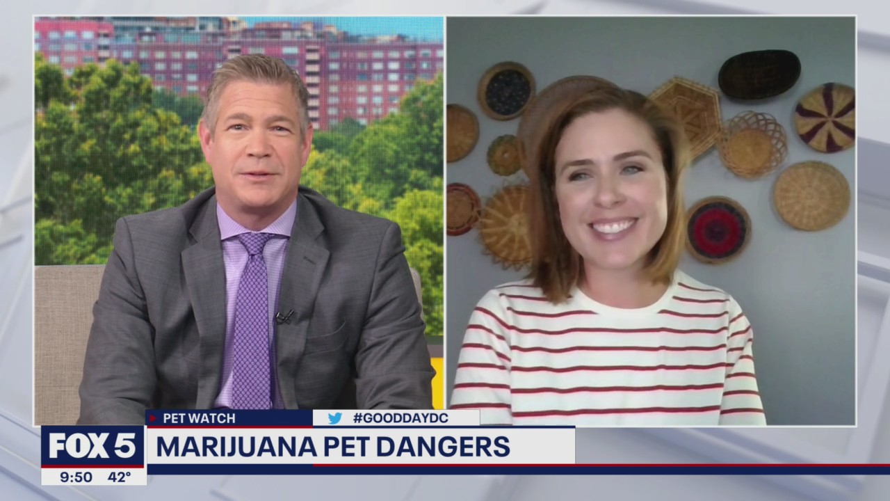 The dangers of marijuana for pets