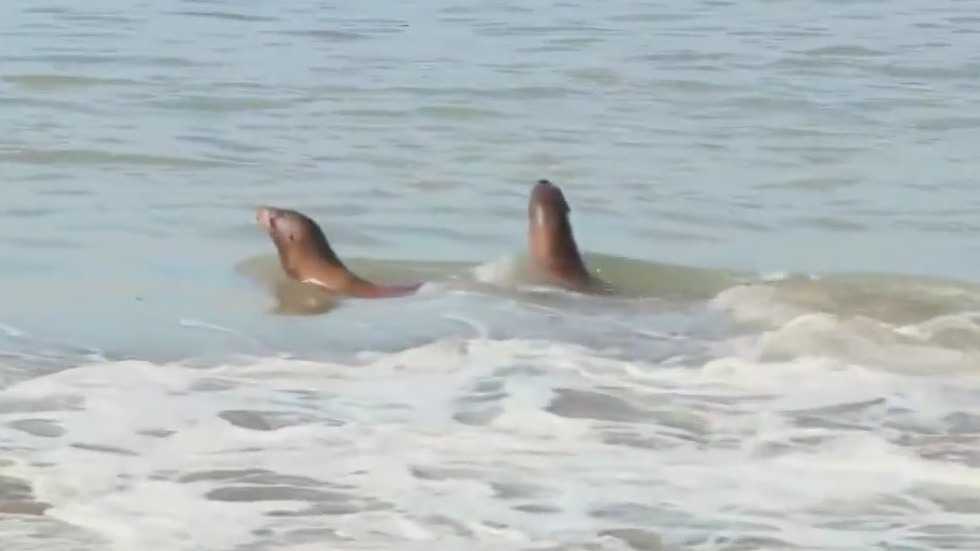 Rescued sea lions released back into the ocean