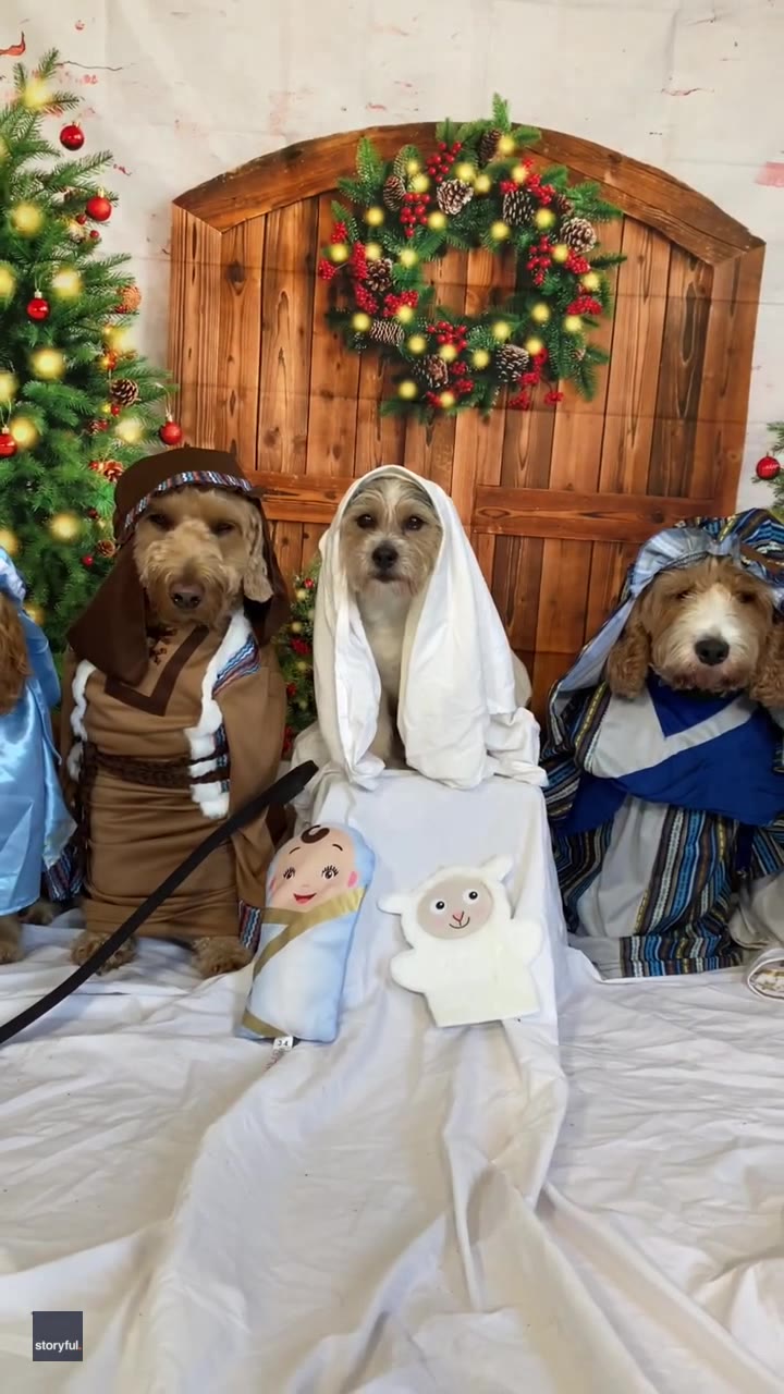 Pups give nativity scene performance at doggy daycare