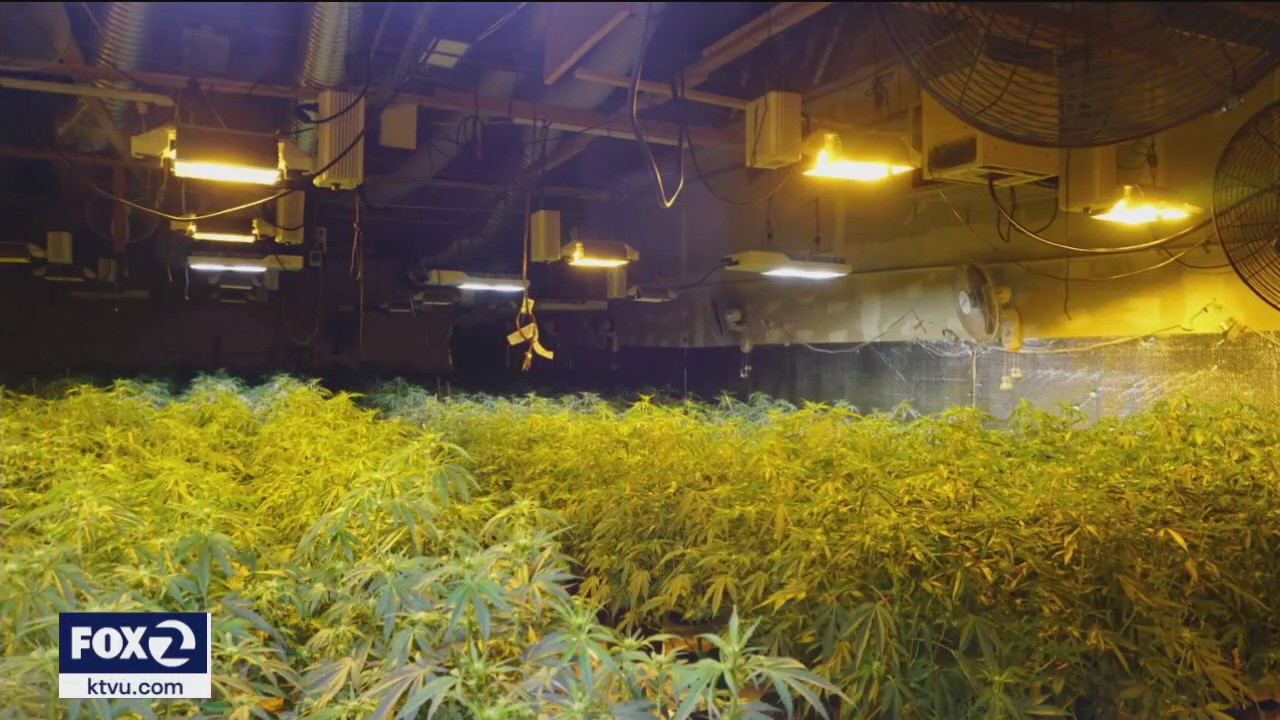 State crackdown on illegal cannabis cultivation results in seizure of more than 960,000 cannabis plants