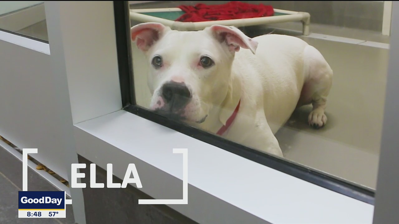 Dog of the Day: Ella