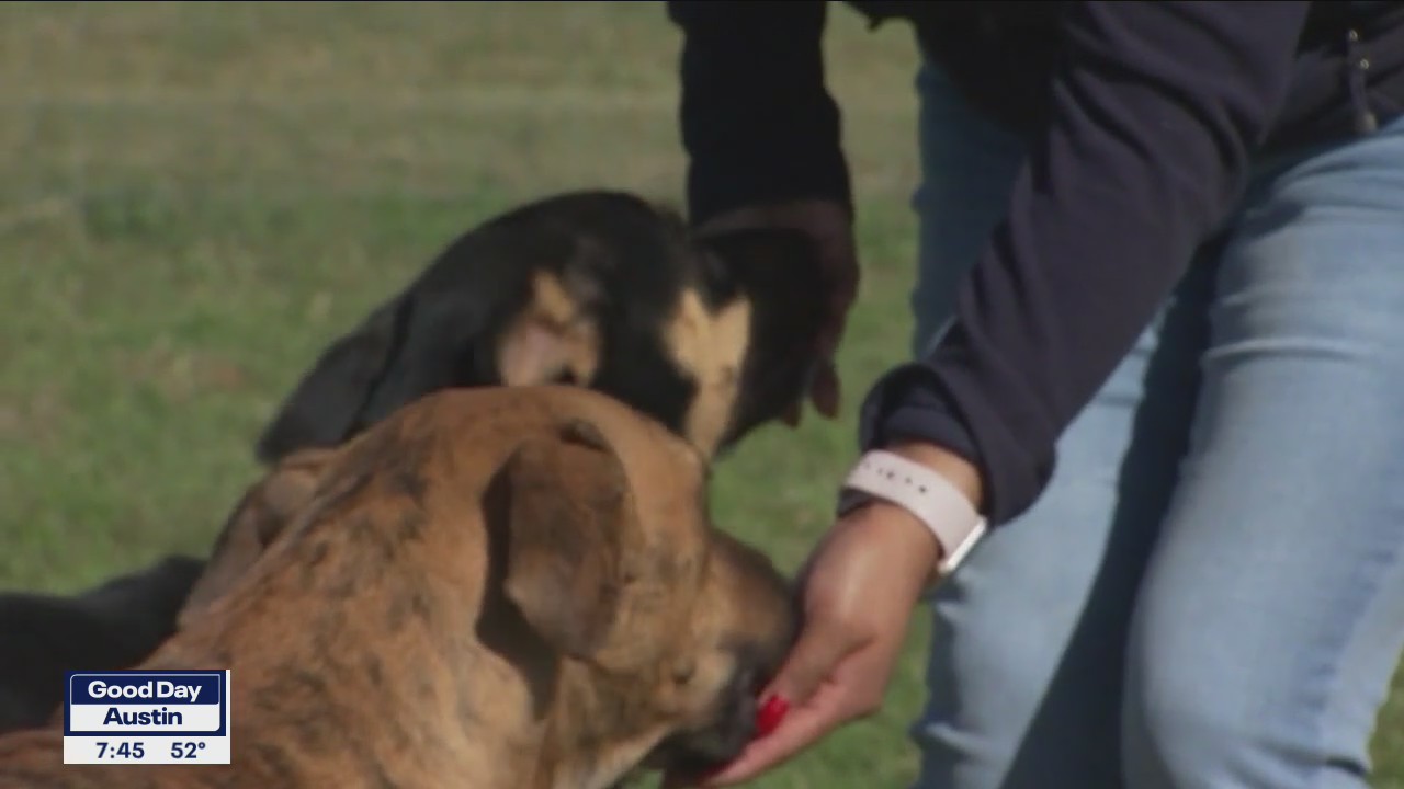 Dogs of the Weekend: Wags and Dixie