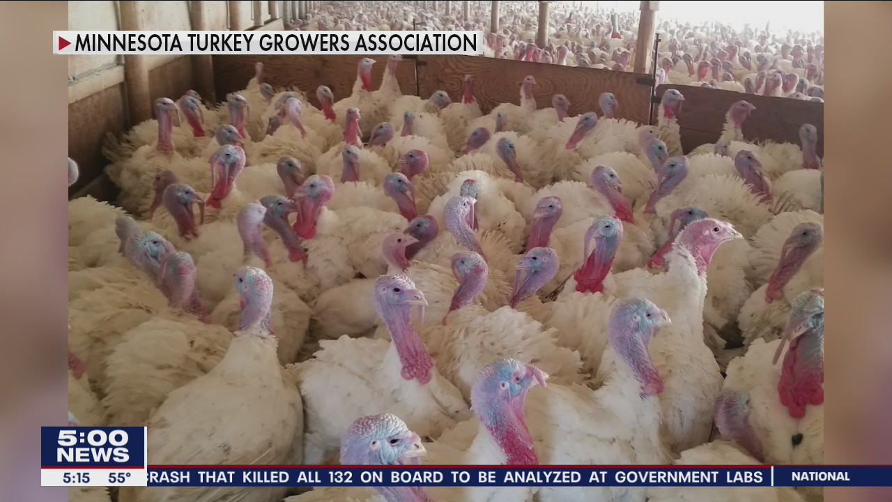 Poultry industry profoundly impacted by spread of avian flu in North America