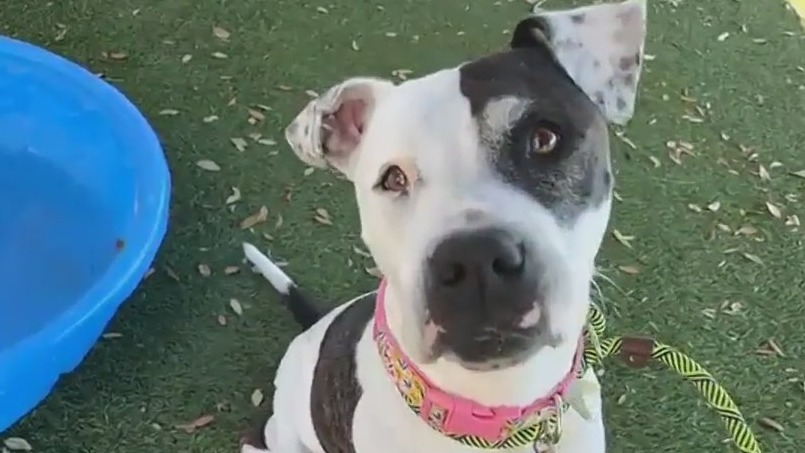 Adopt-A-Pet: Dot