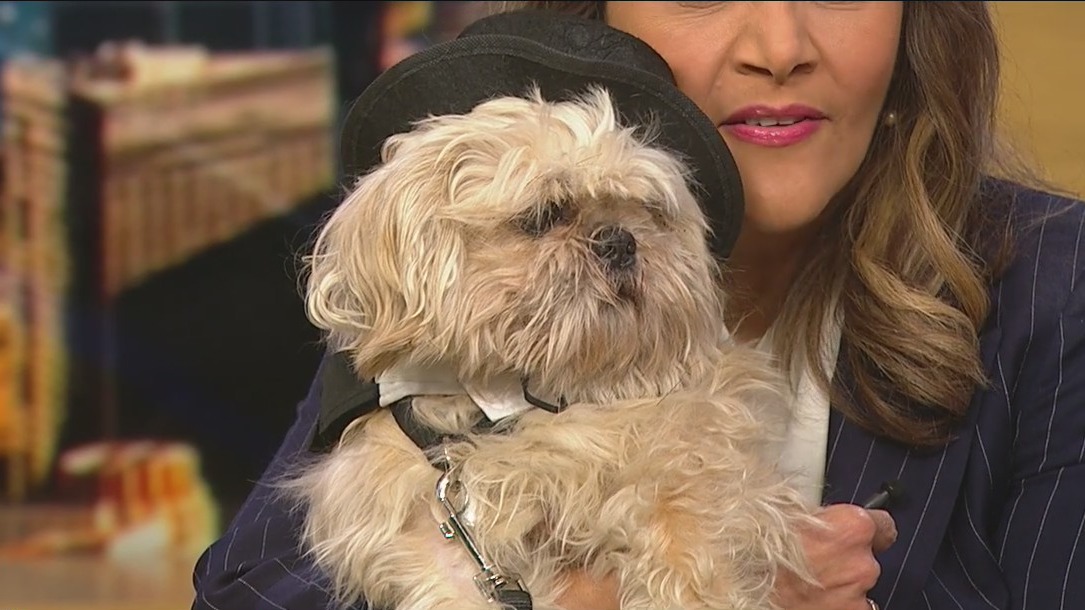 PAWS Chicago gets ready for 21st annual Fur Ball