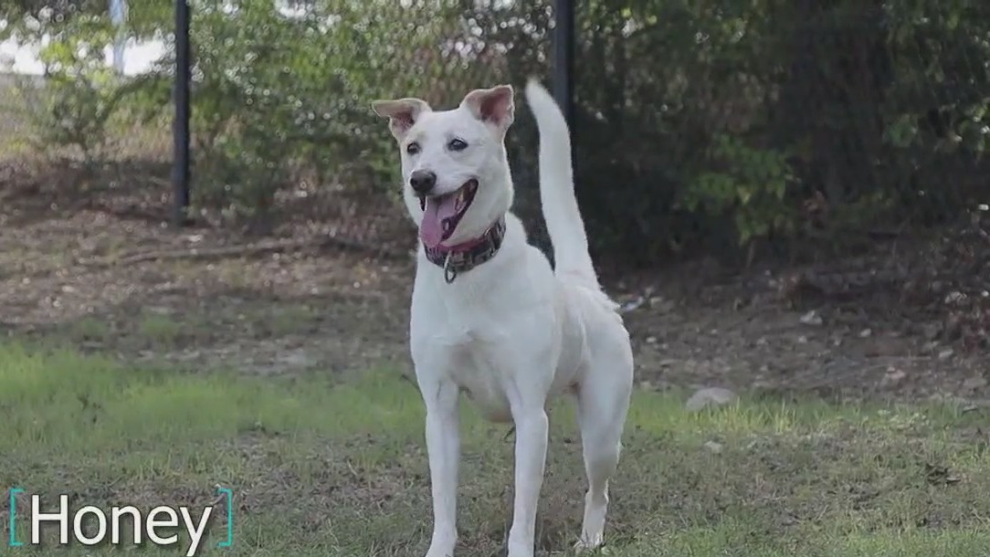 Pet of the Day: Honey