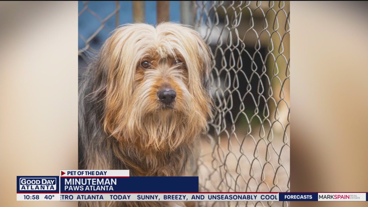Pet of the Day from Paws Atlanta