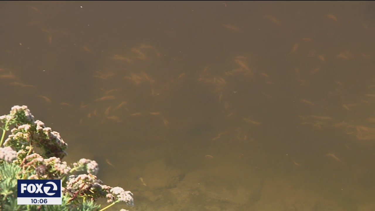 Dead fish are being found at Lake Merritt and throughout Bay Area