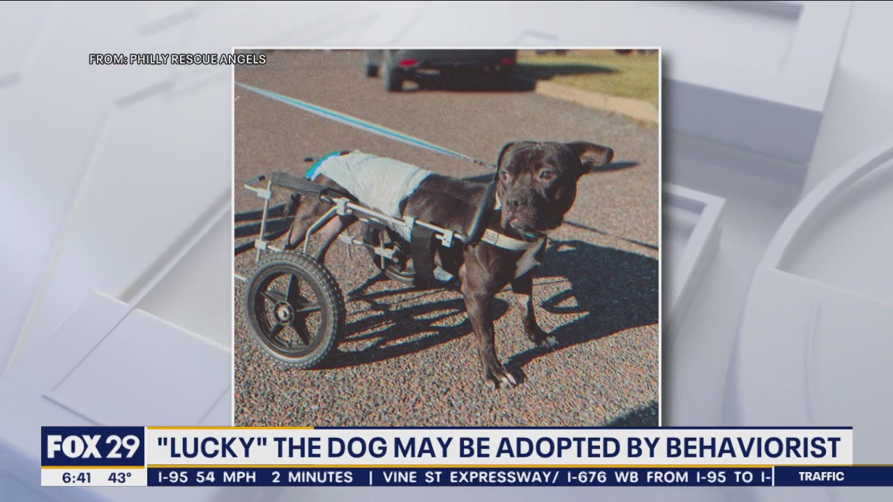 'Lucky' the dog may be adopted by behaviorist after he was abandoned near train tracks