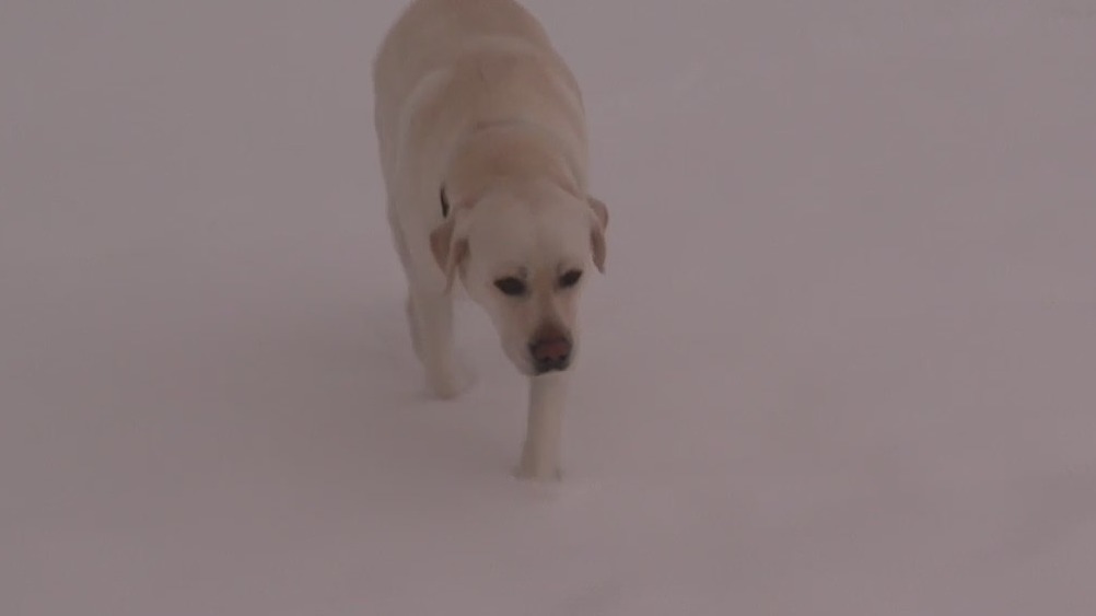 First major snowfall of this winter hits Metro Detroit