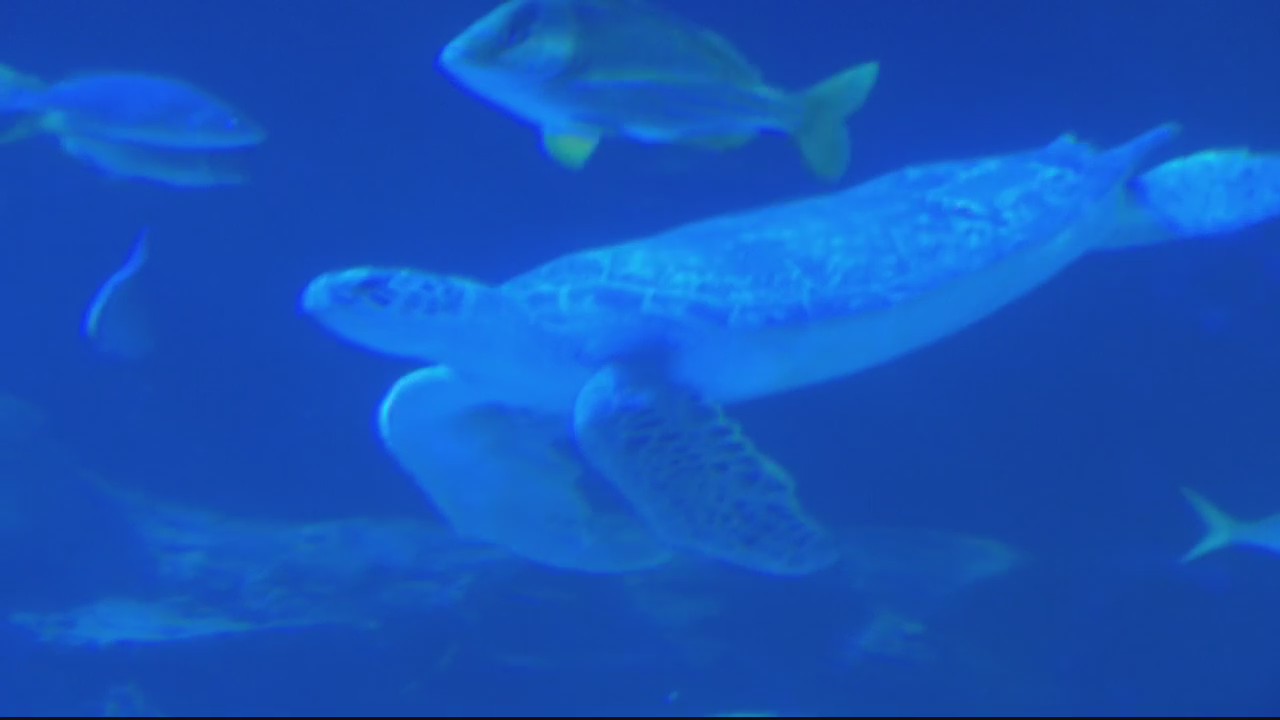 Sea Life Aquarium in Auburn Hills offers Homeschool Week from May 15-19