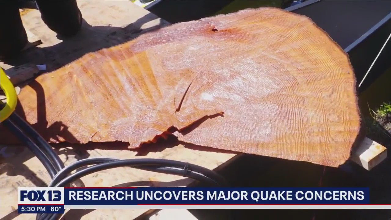 New research of tree rings uncovers major earthquake concerns
