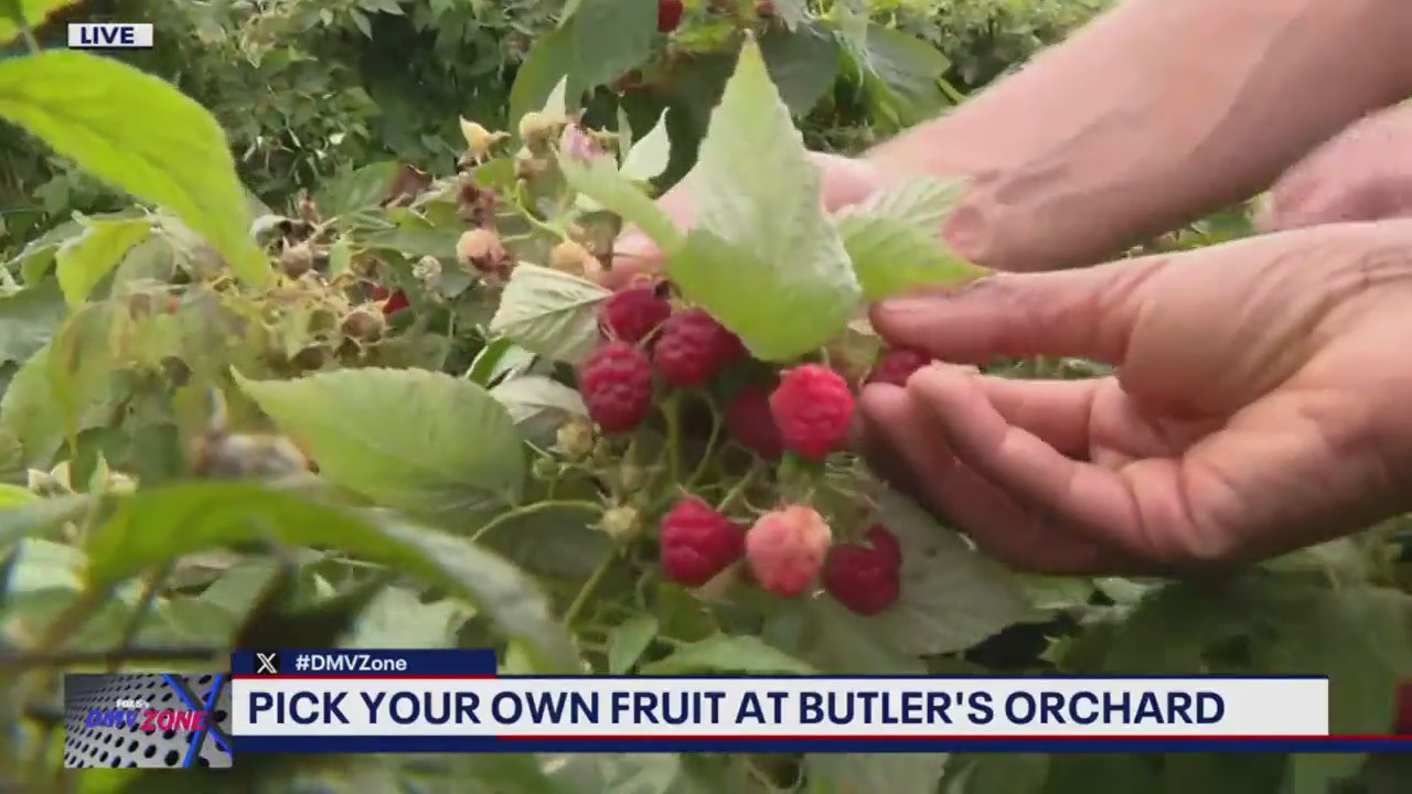 Pick your own fruit at Butler's Orchard
