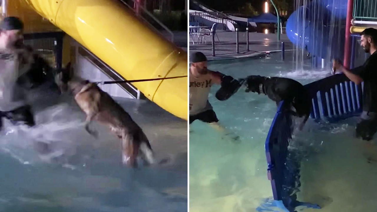 Police K9s train at Pinellas County water park to catch bad guys