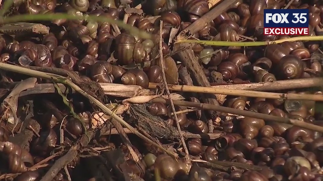 Dead snails, potentially in the millions, line Lake Monroe following Hurricane Ian