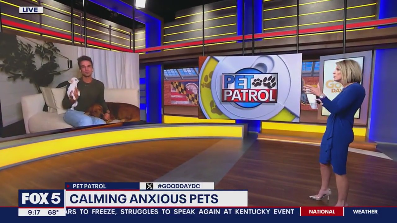 Prepare your pet for your return to the office