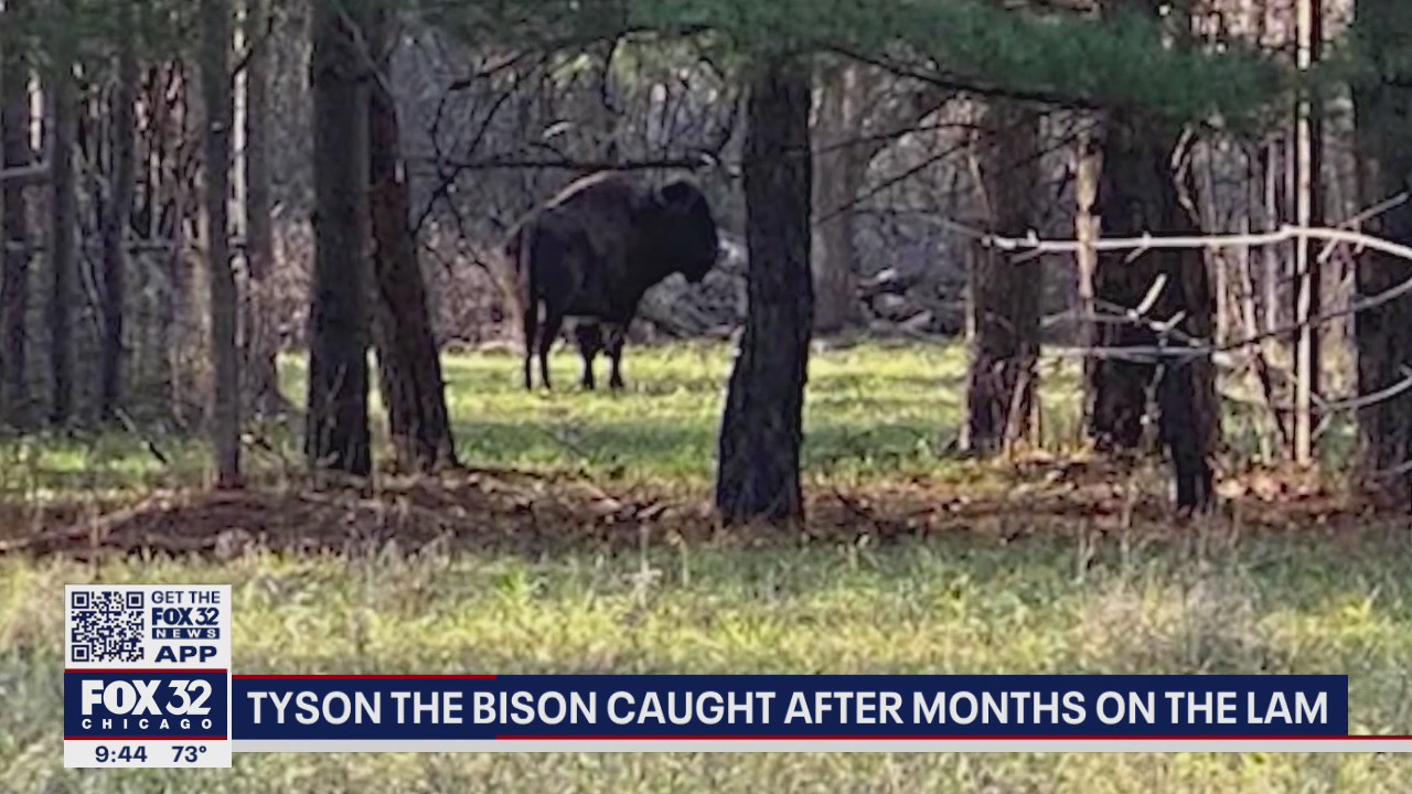 Tyson the bison caught in Illinois after escaping months ago