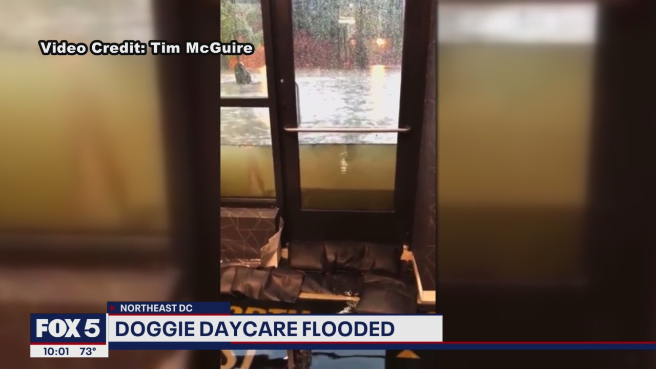 Doggy daycare flooded