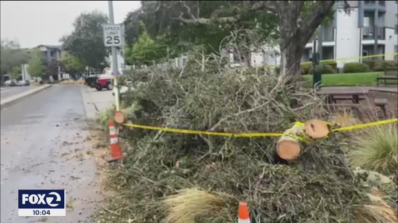 Rain causes mess on area roadways, wind brings down trees