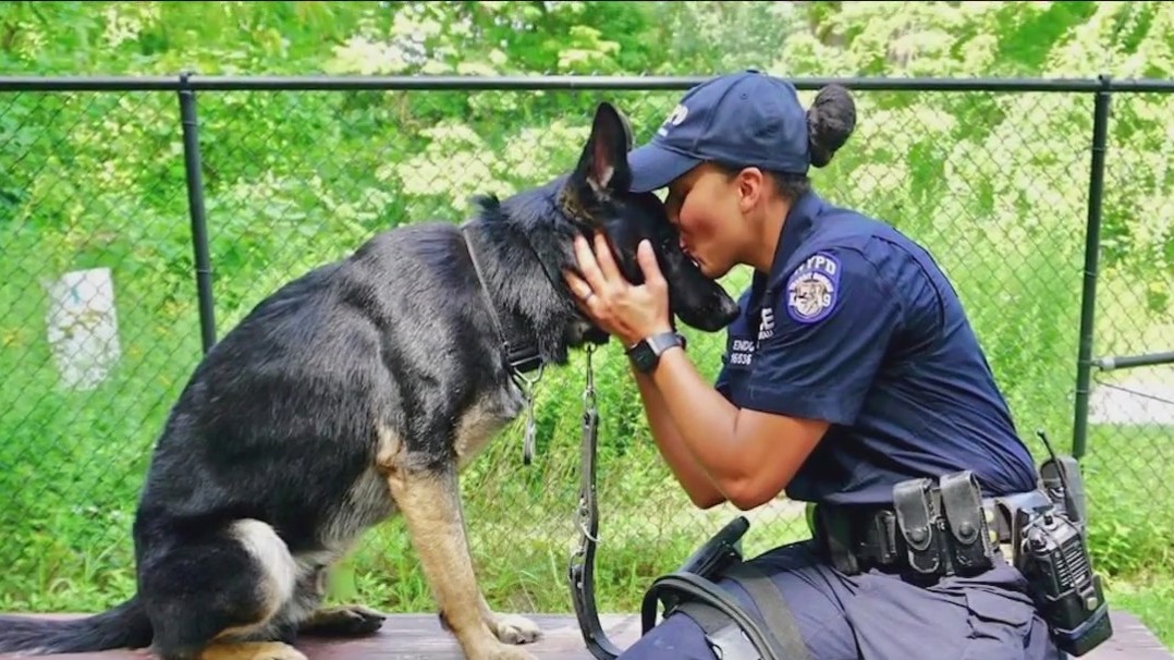 'The Dogs That Serve' exhibit