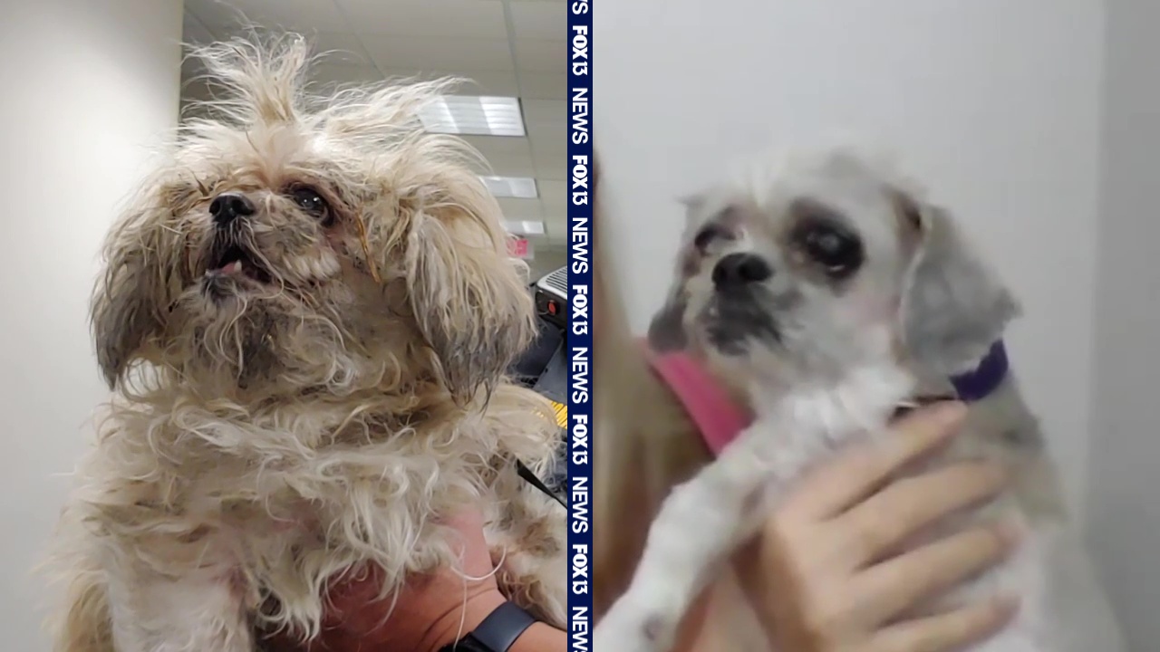 Dog abandoned at airport gets massive makeover