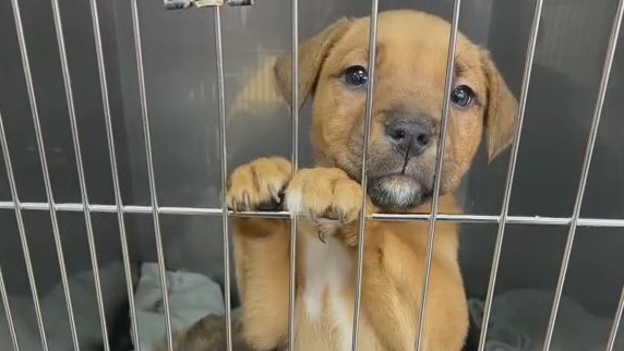 Bastrop County Animal Shelter holding special adoption event