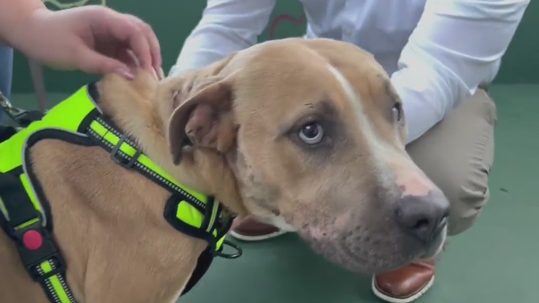 Dog recovering after having zip-tie around neck