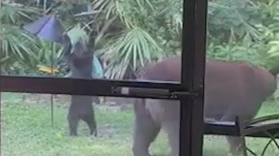 Video shows mama bear, cubs playing in backyard of Central Florida home