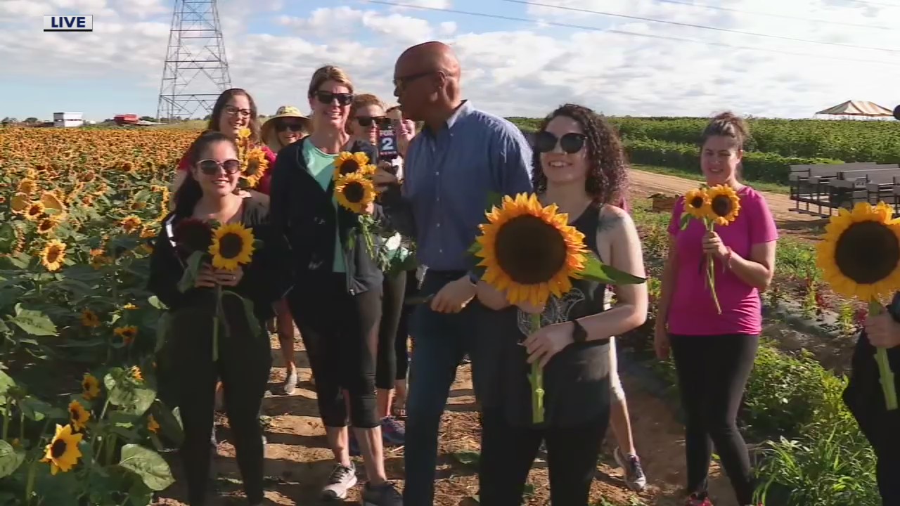 Sunflower Days Festival is happening all month at Westview Orchards