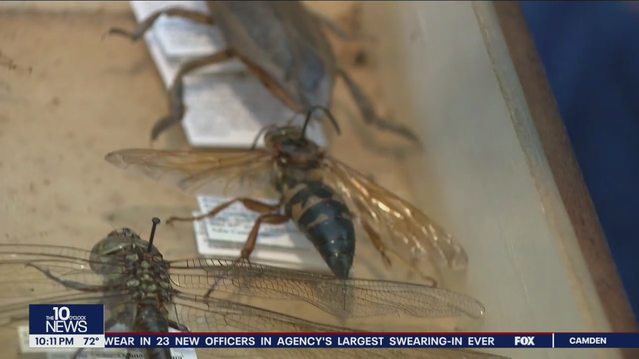 Cicada Killers are more buzz than bite, experts say