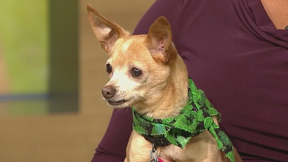 PAWS Chicago's "Put Me In Coach" adoption event seeks to connect pets with their forever homes