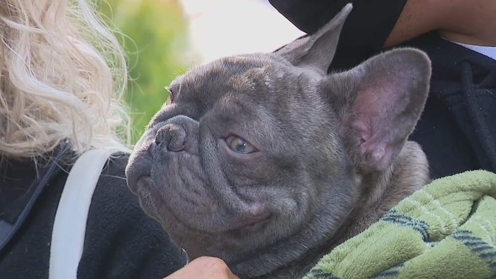 French bulldog reunited with family after he was stolen at gun point