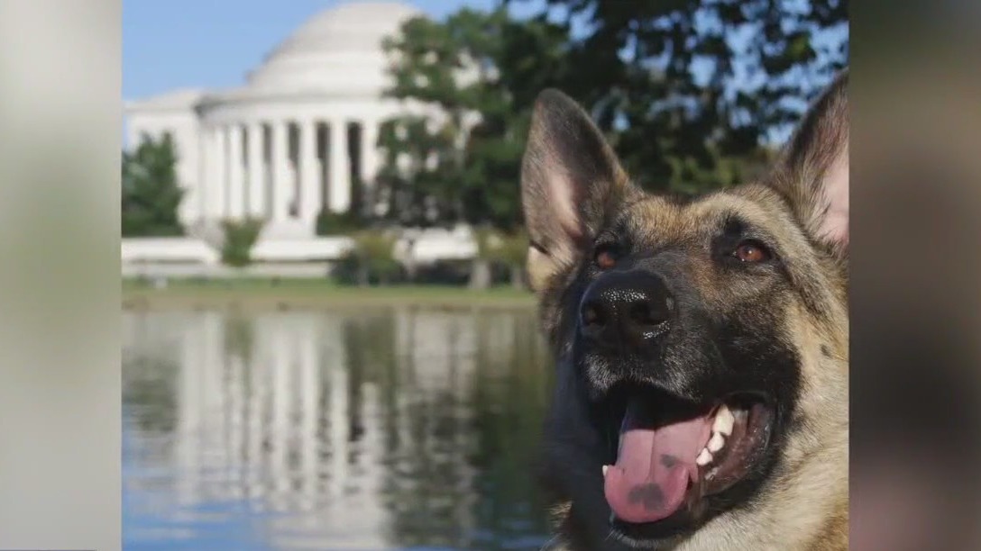 Helping veterans with service dog costs