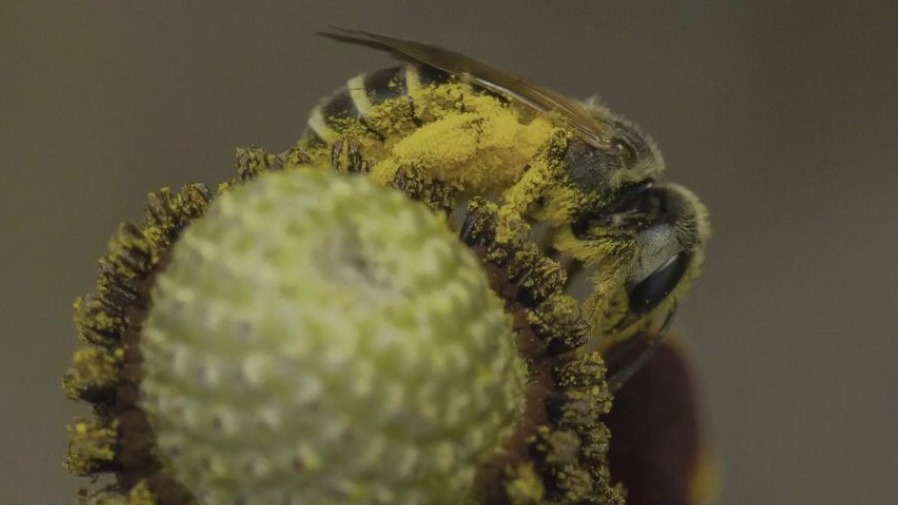 Bee City USA initiative urges community involvement and support of pollinators