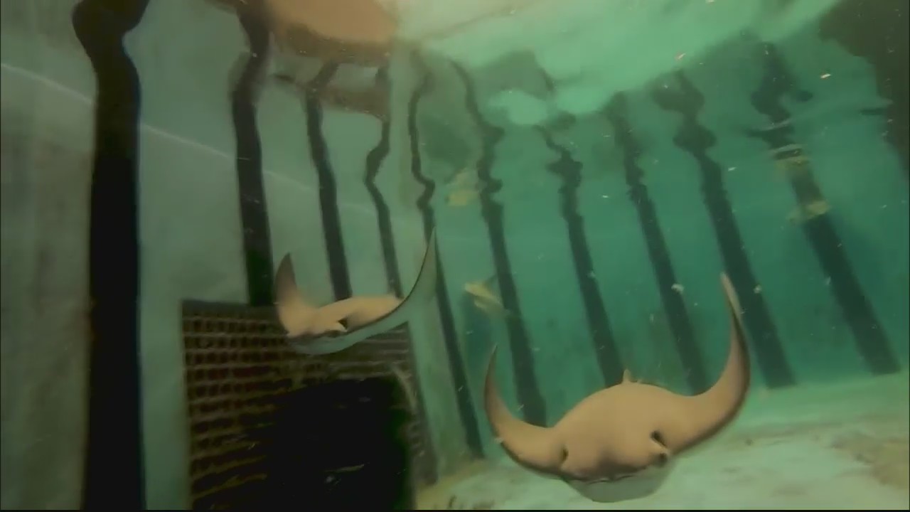 Sealife Michigan stingrays deliver babies for first time