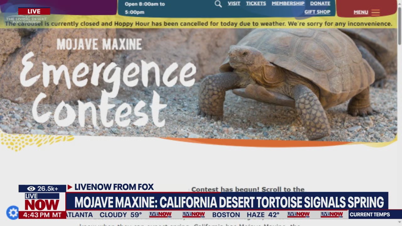 Mojave Maxine: CA desert tortoise signals Spring