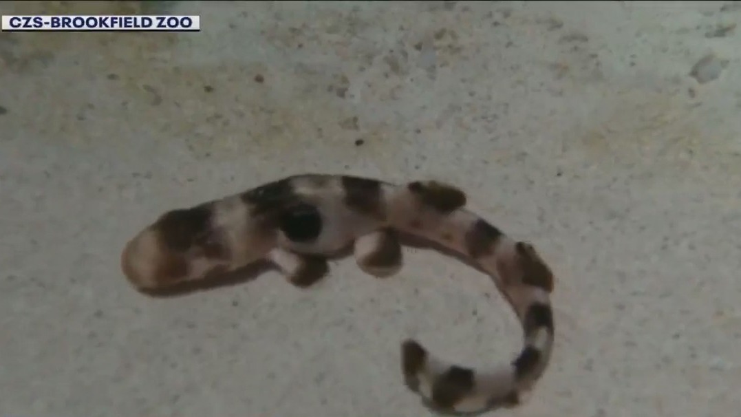 Shark hatches through asexual reproduction