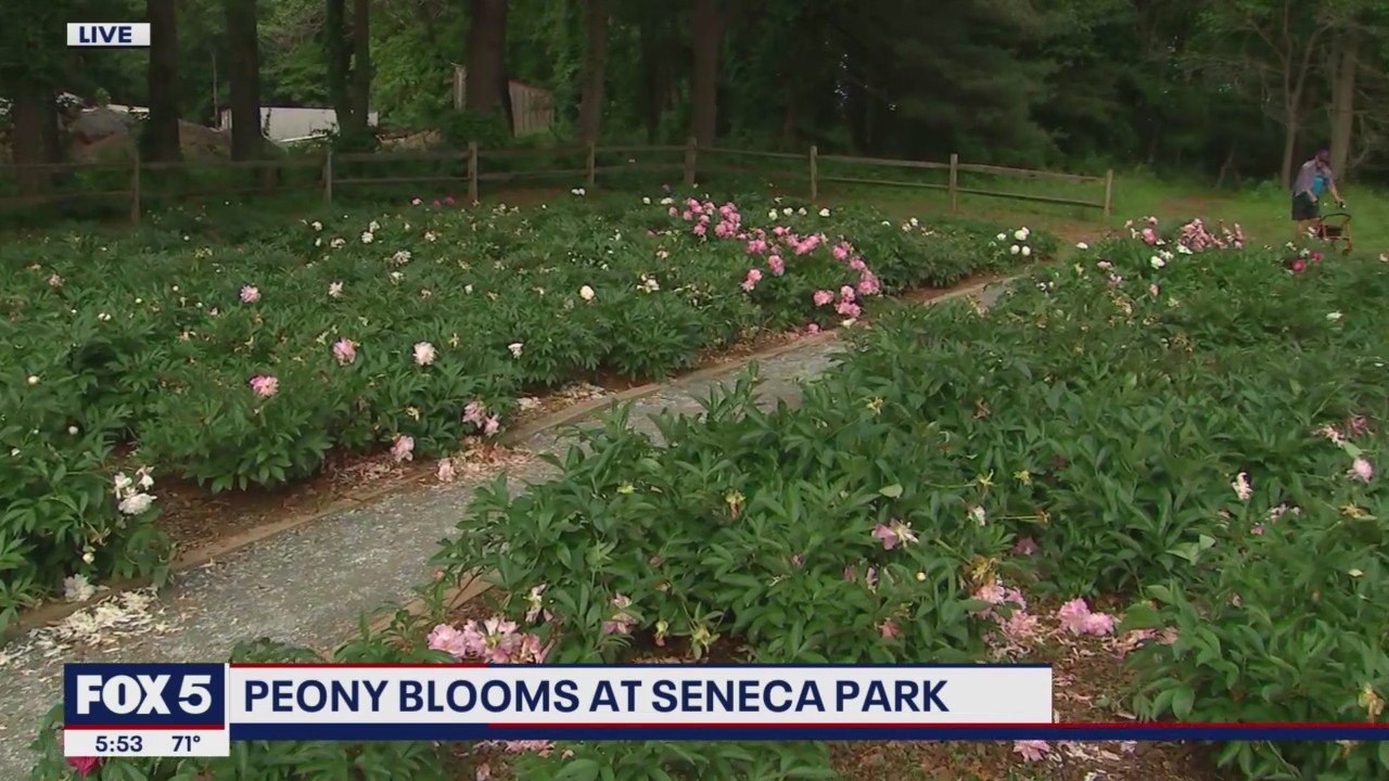 Peony blooms at Seneca Creek State Park