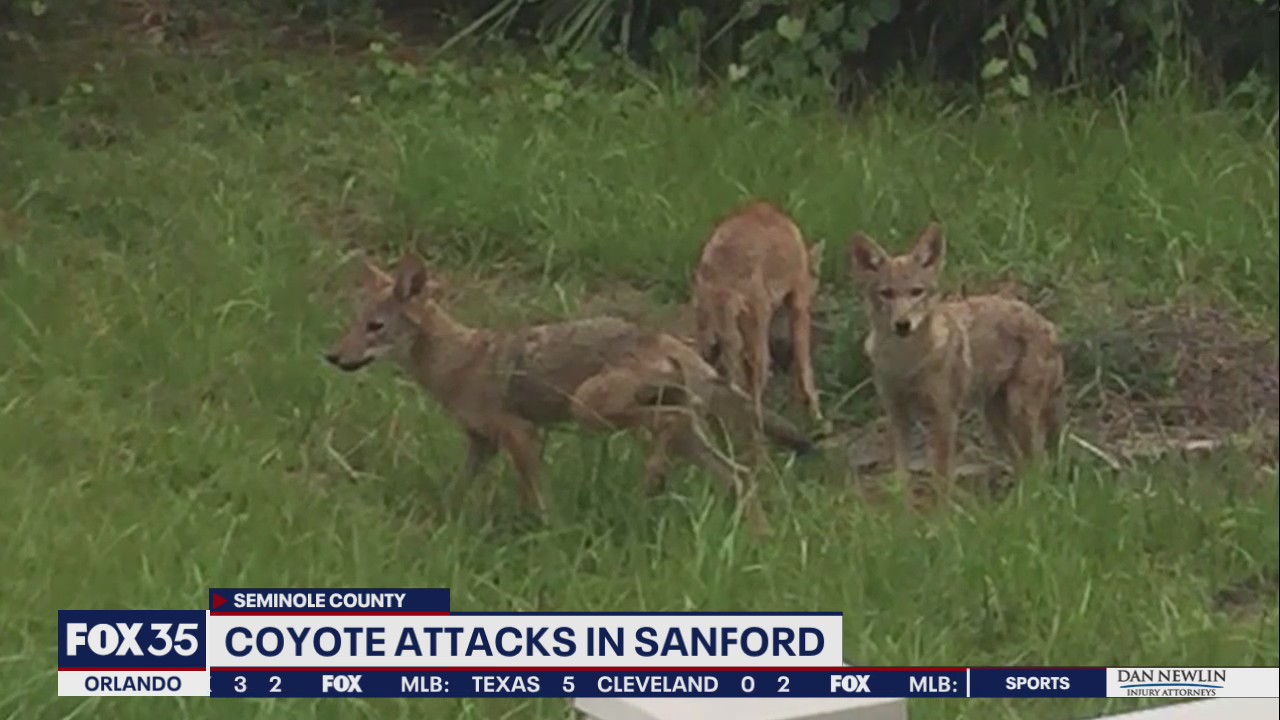 Sanford woman upset after she believes coyotes killed cat